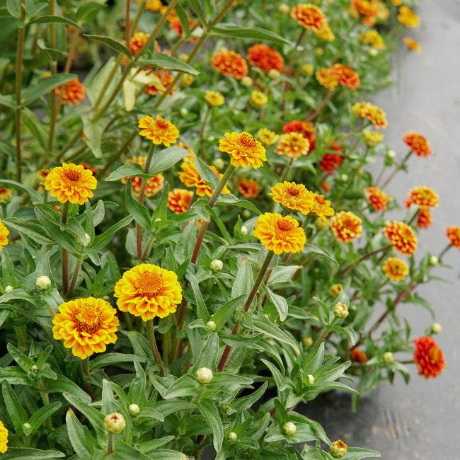 Close-up of Aztec Sunset zinnia plants showcasing compact double bicolor orange and yellow blooms in a garden bed