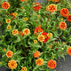 Close-up of Aztec Sunset zinnia blooms showcasing bicolor orange, yellow, and cerise double flowers with green foliage background
