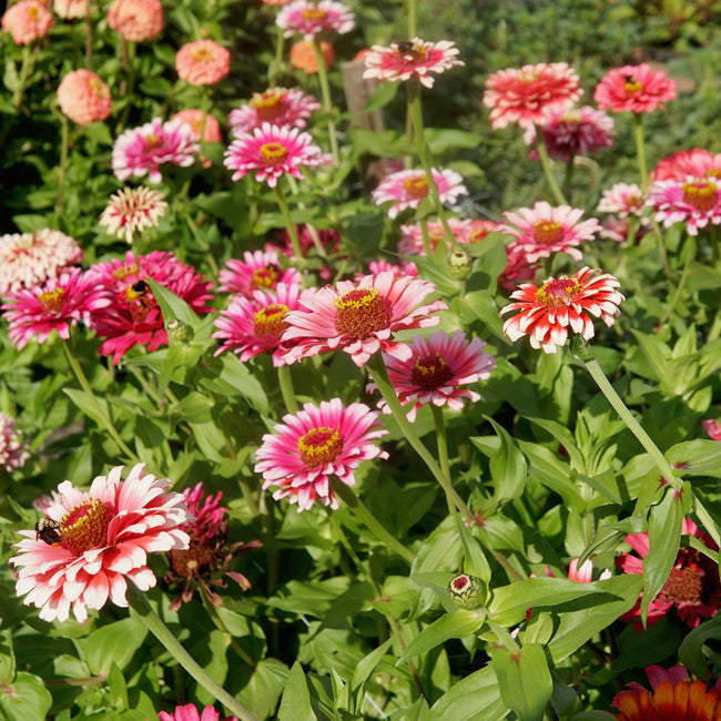 WHIRLIGIG-ZINNIA