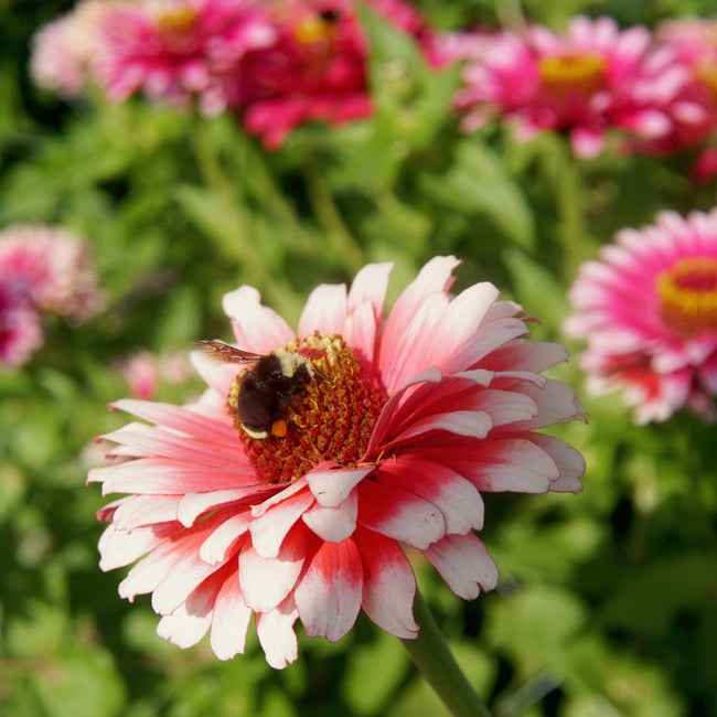 WHIRLIGIG-ZINNIA