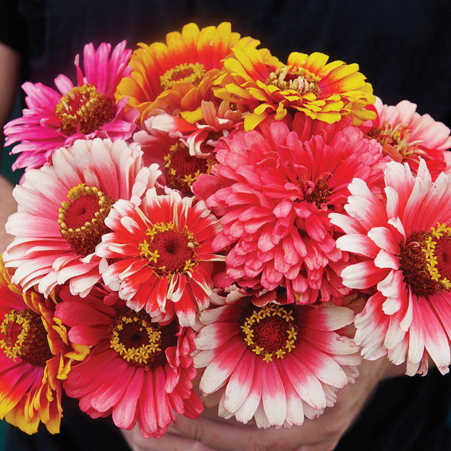WHIRLIGIG-ZINNIA