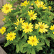 Close-up of Zahara Yellow Improved zinnia showcasing bright single yellow daisy-like blooms with mounding green foliage