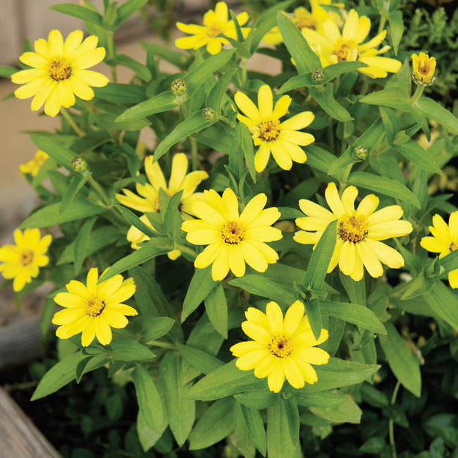 Close-up of Zahara Yellow Improved zinnia showcasing bright single yellow daisy-like blooms with mounding green foliage