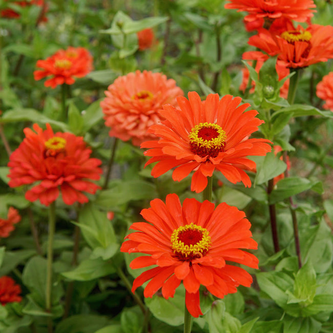 Close up of Senora zinnia showing coral pink cactus type blooms with yellow centers and green foliage