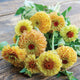 Front view of Queen Lemon Peach zinnia flowers showcasing soft yellow and pastel apricot semi-double blooms with green leaves
