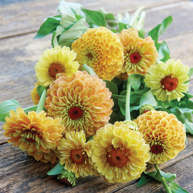 Front view of Queen Lemon Peach zinnia flowers showcasing soft yellow and pastel apricot semi-double blooms with green leaves