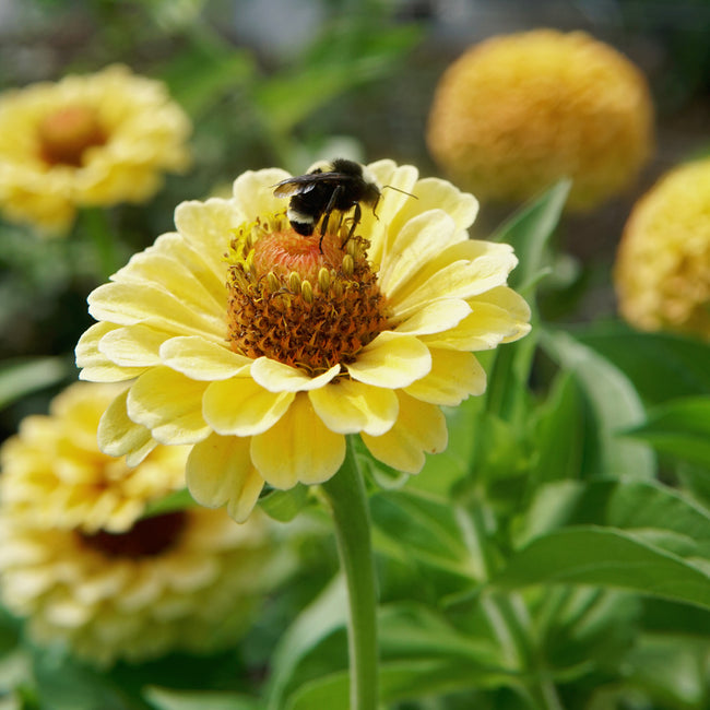 Close-up of Queen Lemon Peach zinnia showing soft yellow and pastel apricot semi-double bloom with blurred green background