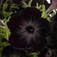 Close-up of Fun House Black Widow petunia showcasing velvety, nearly black scalloped petals with green foliage in the background