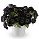Front view of Fun House Black Widow petunia showing mounded cluster of velvety black blooms in a white nursery pot
