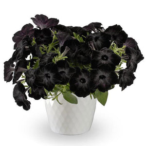 Front view of Fun House Black Widow petunia showing mounded cluster of velvety black blooms in a white nursery pot
