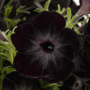 Close-up of Fun House Black Widow petunia showcasing velvety, nearly black scalloped petals with green foliage in the background