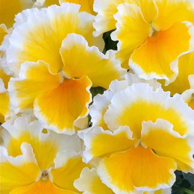 Close-up of Sunshine viola showing yellow and white ruffled petals with scalloped edges against green foliage