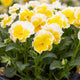 Close-up of Sunshine viola showcasing yellow and white ruffled blooms with green foliage background