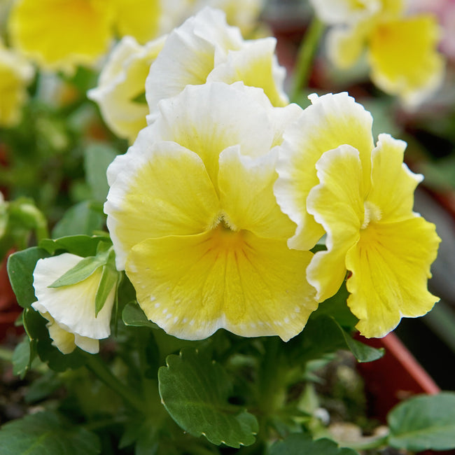 Close-up of a sunshine viola that has yellow and white flowers with green leaves.