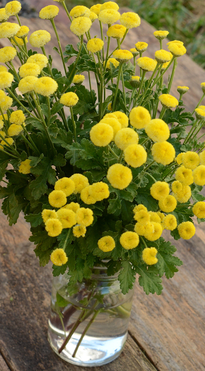 Bouquet of yellow Feverfew flowers in a clear vase on a wooden surface