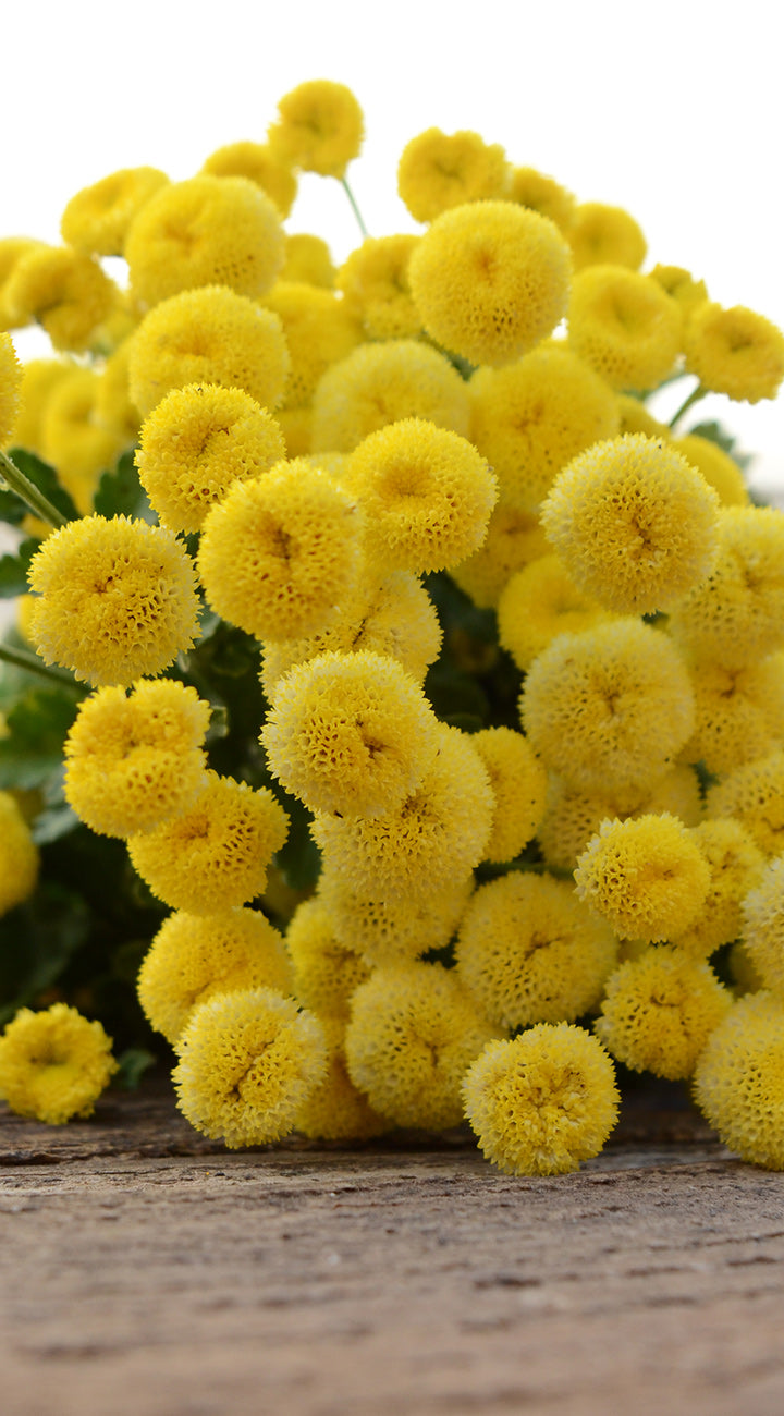 Bouquet of bright yellow Feverfew flowers on a wooden surface with a blurred background