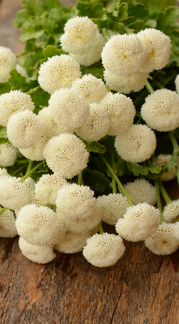 Bunch of white Feverfew flowers on a wooden surface