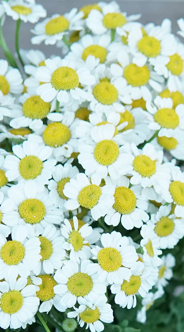 Close-up of white Feverfew flowers with yellow centers on a blurred background