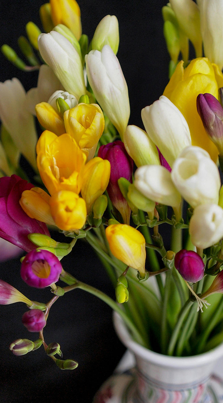 Bouquet of colorful Freesia flowers in a vase against a dark background