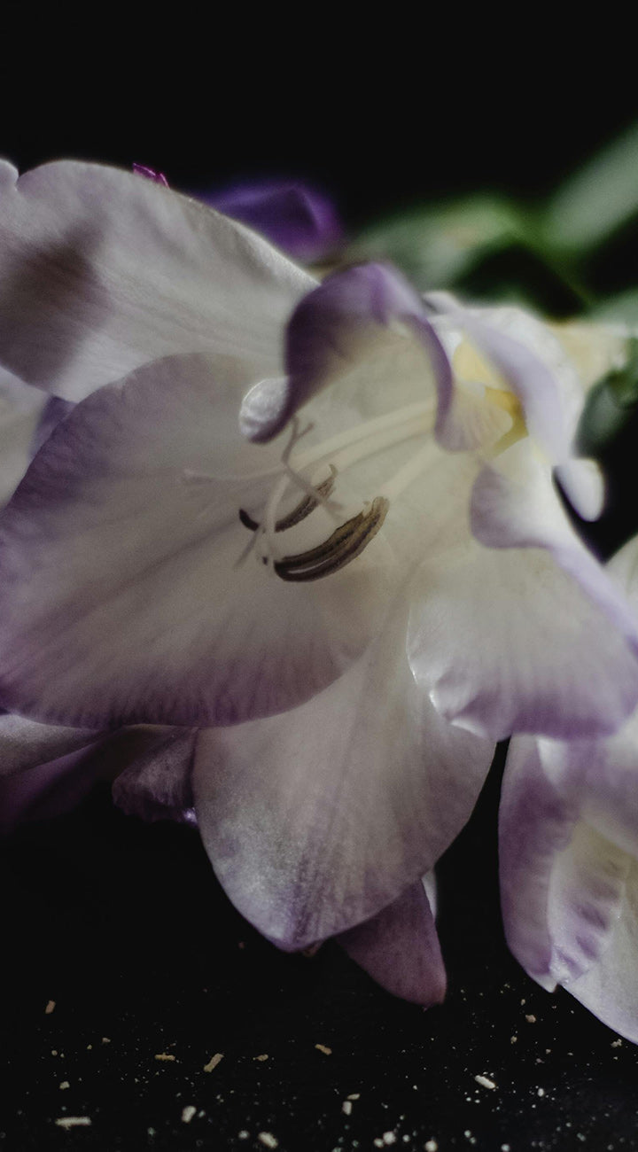 Close-up of a purple and white Freesia flowers with a dark background