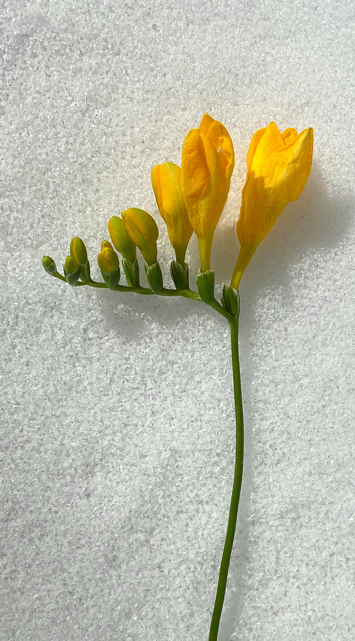 Yellow Freesia flowers on a light gray background