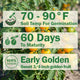 Gold Nugget Tomato