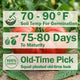 Front view of Grandma’s Pick tomato showcasing large, pleated orange-red slicing fruit on neutral background