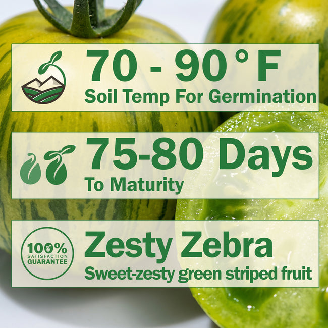 Green Zebra Tomato