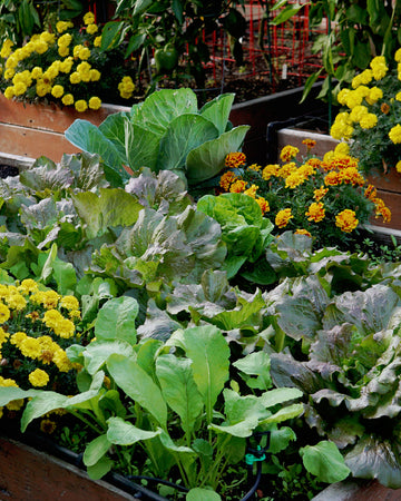 Vegetable plants and yellow flowers in a garden setting