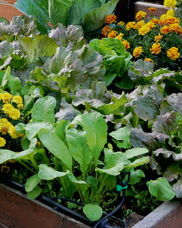 Plants and flowers in a garden bed with a focus on greenery.