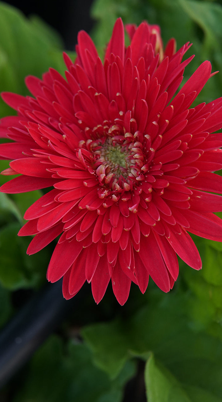 Close-up of a bright red Gerbera flower with green leaves in the background
