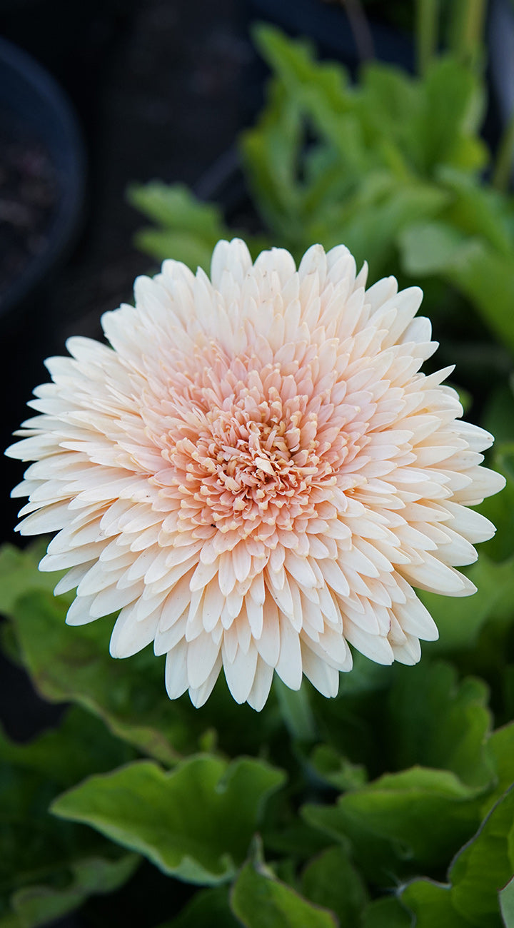 Close-up of a light pink Gerbera flower with green leaves in the background
