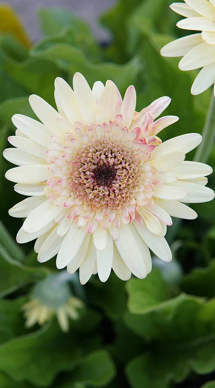 Close-up of a white Gerbera flower with a green background