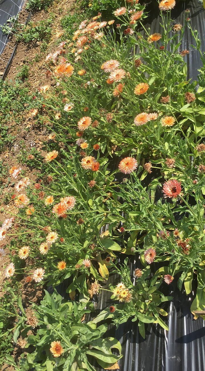 Orange Gerbera flowers with green leaves on a blurred background