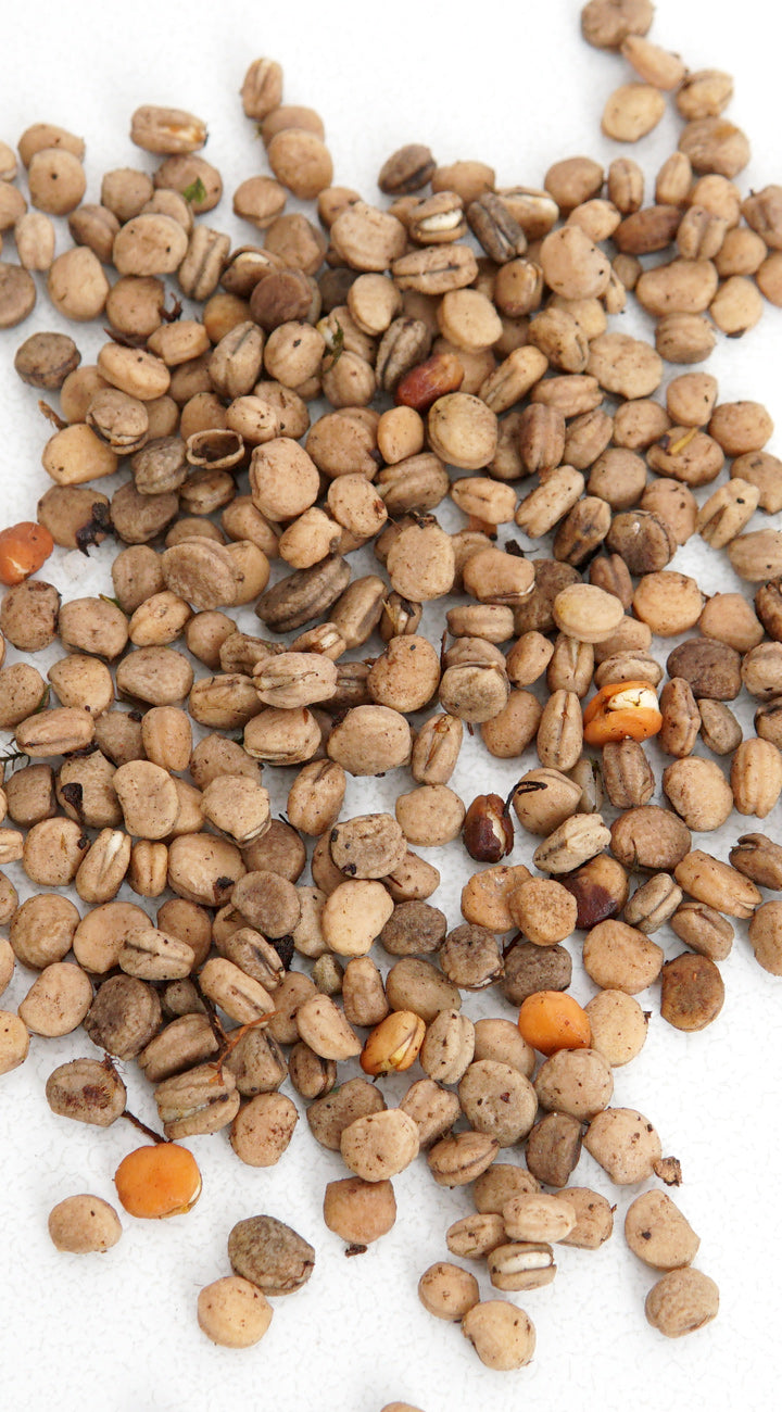 Ginseng seed on a white background