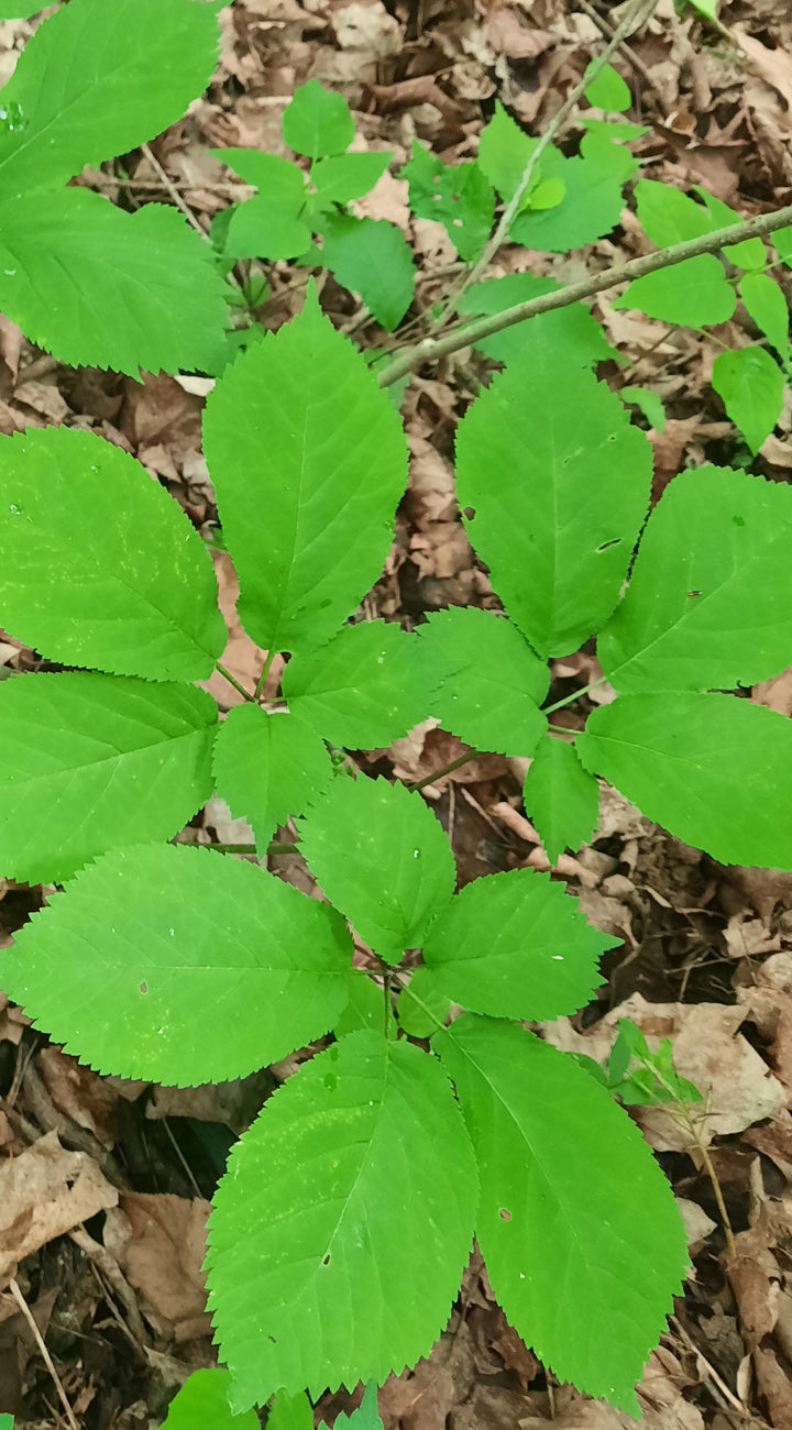 Ginseng plants growing in a wooded area.
