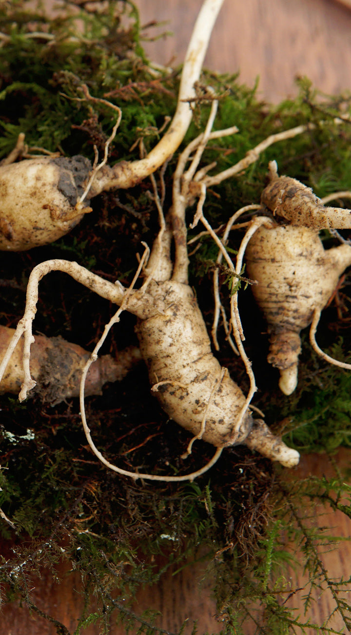 Roots of a ginseng plant on a wooden surface with moss