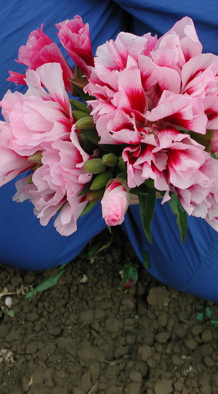 Pink Godetia flowers with green leaves against a blue background