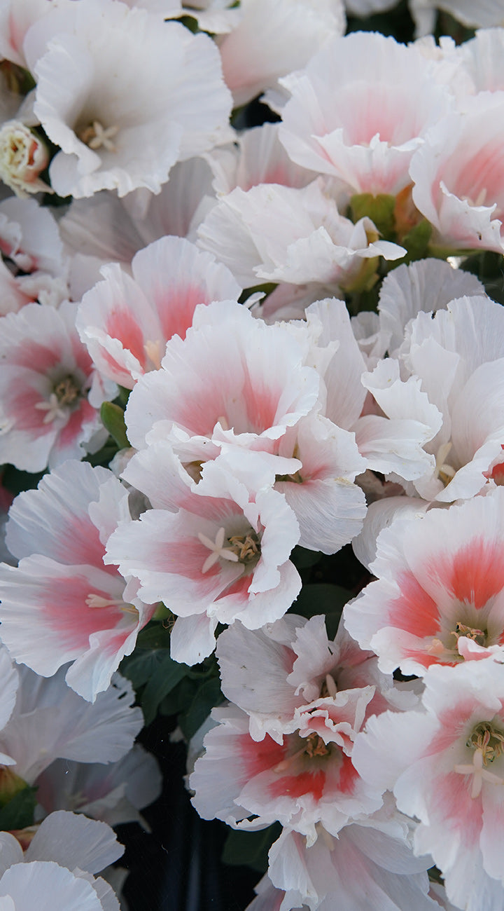 Close-up of pink and white Godetia flowers with a soft focus background