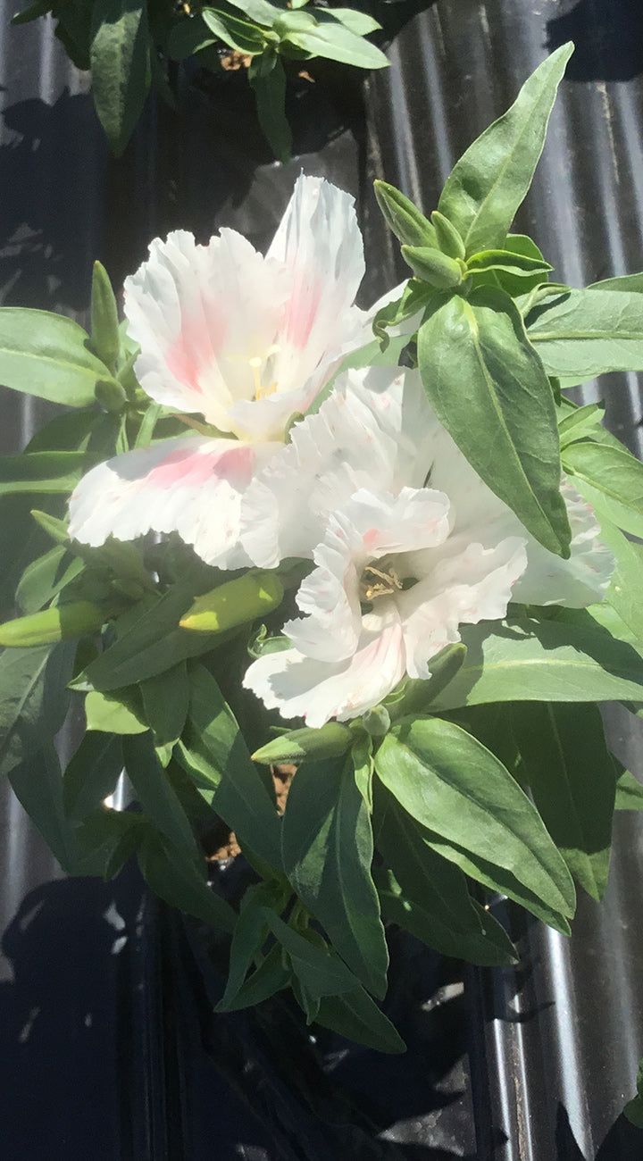 White Godetia flowers with green leaves against a metallic background