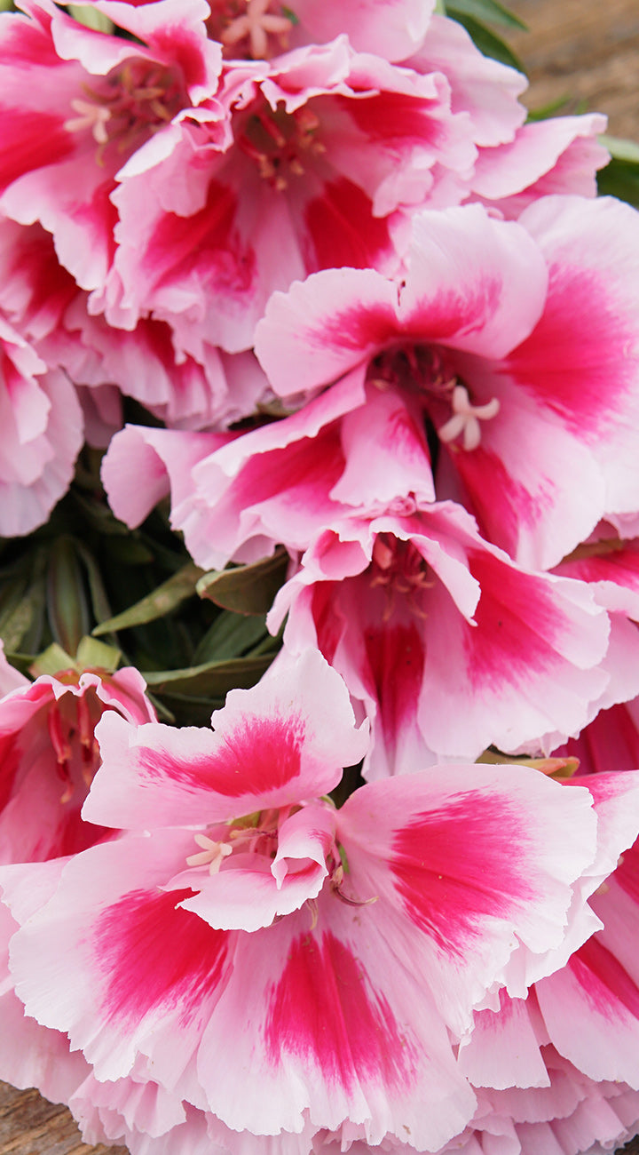 Close-up of pink and red Godetia flowers with green leaves