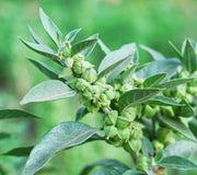 Close-up of ashwagandha plant branch showing clustered green seed pods and gray-green lance-shaped leaves with blurred garden background