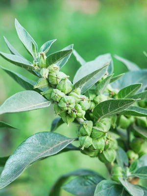 Close-up of ashwagandha plant branch showing clustered green seed pods and gray-green lance-shaped leaves with blurred garden background