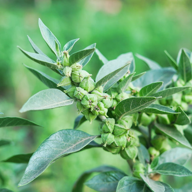 Close-up of ashwagandha plant branch showing clustered green seed pods and gray-green lance-shaped leaves with blurred garden background