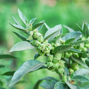 Close-up of ashwagandha plant branch showing clustered green seed pods and gray-green lance-shaped leaves with blurred garden background