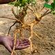 Close-up of Ashwagandha plant showing exposed gnarled root held in hand over soil