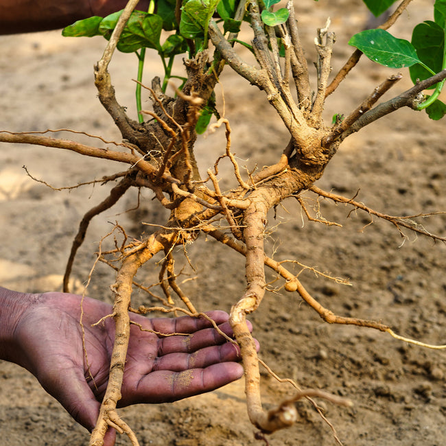 Close-up of Ashwagandha plant showing exposed gnarled root held in hand over soil