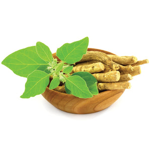 Front view of Ashwagandha plant showcasing bright green leaves and dried roots in a wooden bowl on white background