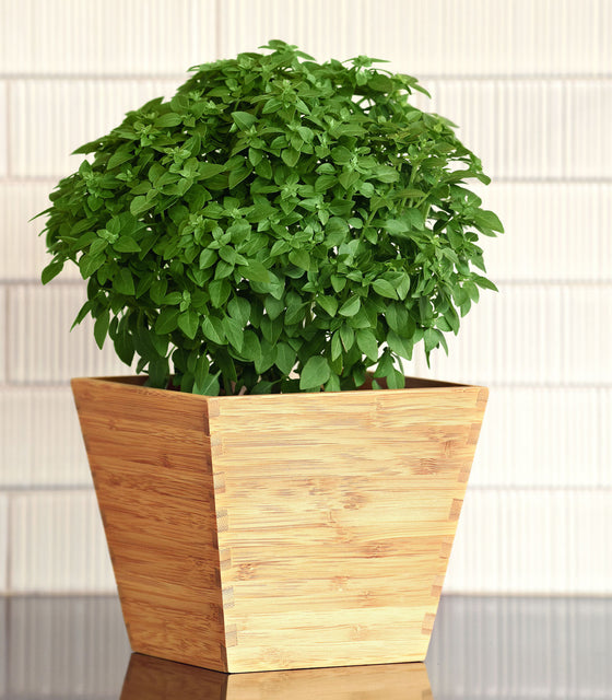 Front view of Bonsai basil plant showing compact mounded habit and fine small leaves in a wooden square pot on white background