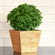 Front view of Bonsai basil plant showing compact mounded habit and fine small leaves in a wooden square pot on white background